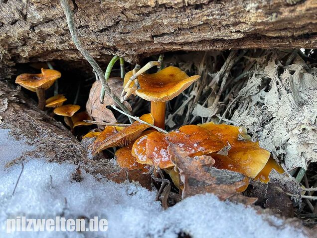 Samtfußrübling, Winterrübling, Flammulina velutipes
