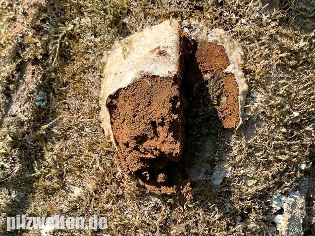 Stäublings-Schleimpilz, Enteridium lycoperdon