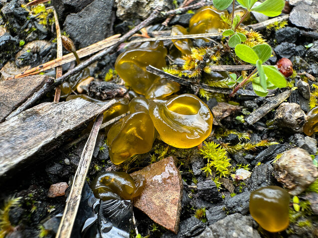 Sternenrotz, Sternenschnäutzer, Cyanobakterien, Nostoc