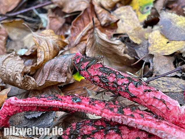 Tintenfischpilz, Clathrus archeri