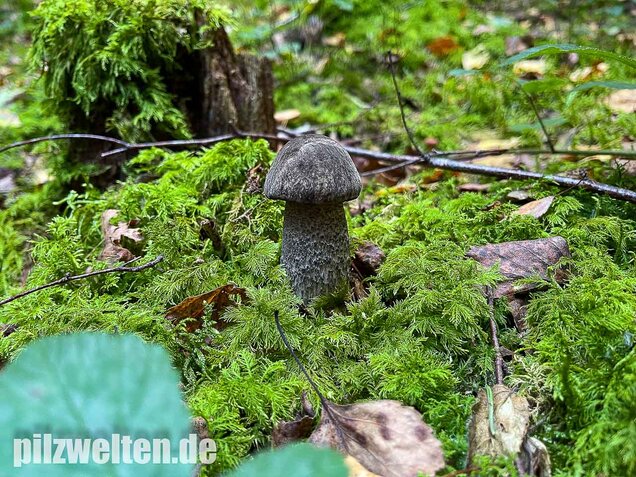 Vielverfärbender Birkenpilz, Leccinum variicolor