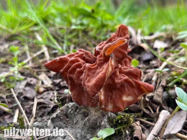 Zipfellorchel, Discina fastigiata