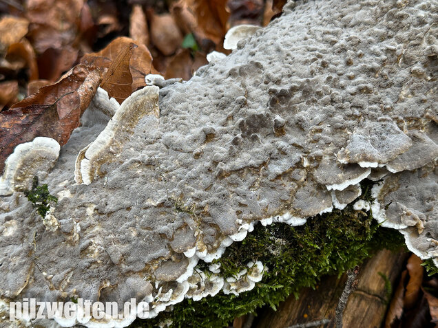 Angebrannter Rauchporling, Bjerkandera adusta