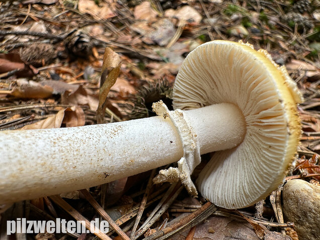 Narzissengelber Knollenblätterpilz, Amanita gemmata