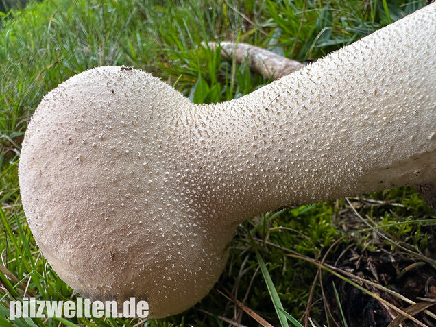 Beutelstäubling, Lycoperdon excipuliforme