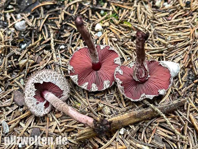 Blutblättriger Zwergschirmling, Melanophyllum haematospermum