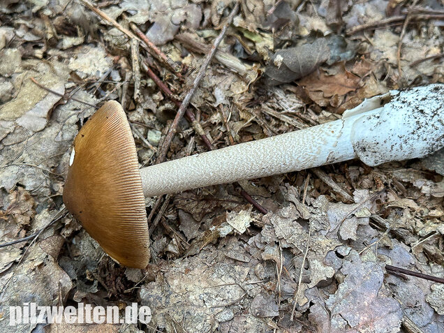 Brauner Riesenscheidenstreifling, Amanita spadicea
