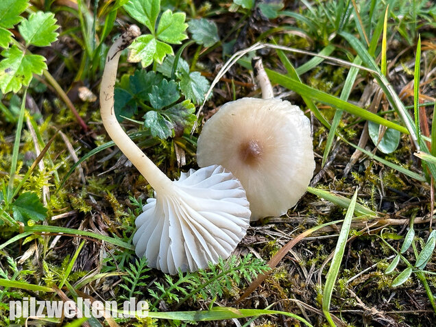 Dunkelscheibiger Ellerling, Hygrocybe virginea var. fuscescens