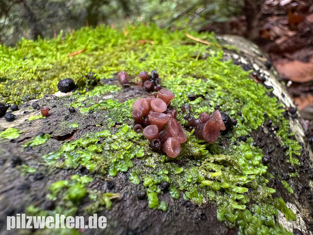 Buchenkreisling, Buchen-Gallertkreisling, Neobulgaria pura