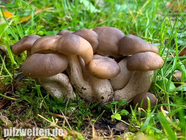 Büscheliger Rasling, Lyophyllum decastes