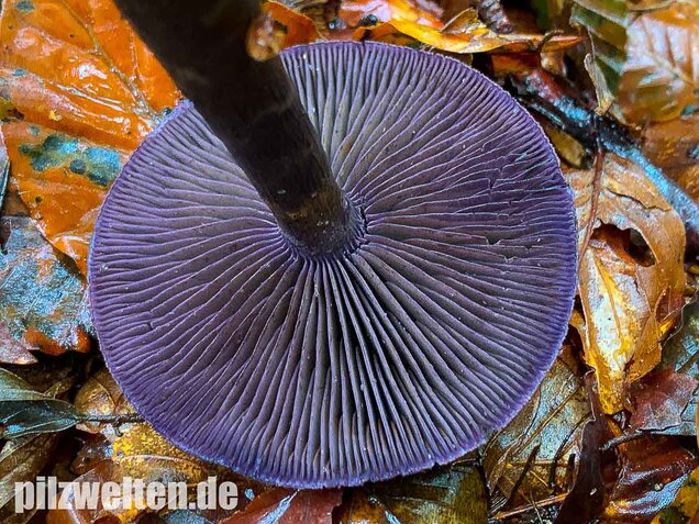 Dunkelvioletter Schleierling, Cortinarius violaceus