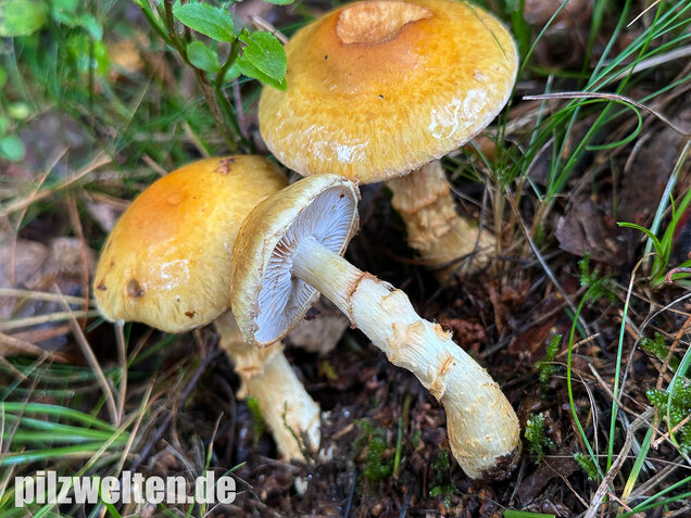 Gelbgestiefelter Schleimkopf, Phlegmacium triumphans