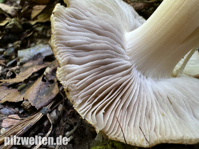 Graubeigeblättriger Risspilz, Sternsporiger Risspilz, Inocybe margaritispora