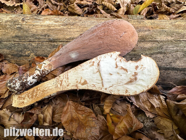 Herkuleskeule, Riesenkeule, Clavariadelphus pistillaris