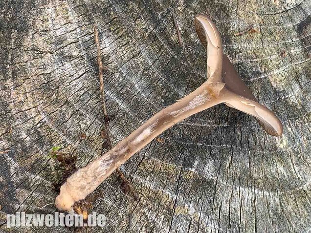 Kaffeebrauner Gabeltrichterling, Pseudoclitocybe cyathiformis
