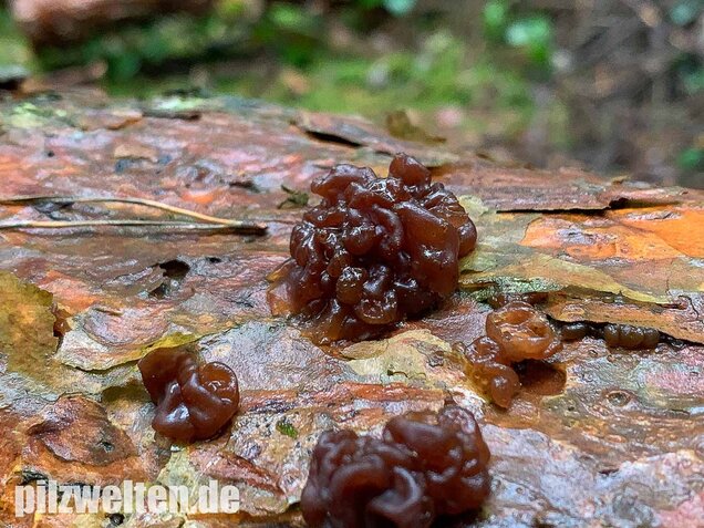 Kandisbrauner Drüsling, Exidia saccharina
