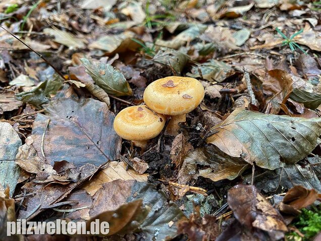 Lachsreizker, Lactarius salmonicolor