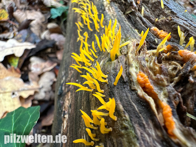 Laubholzhörnling, Calocera cornea