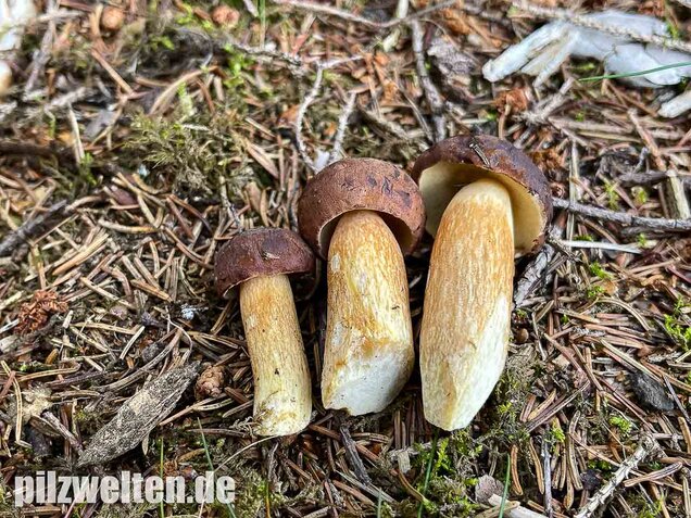 Maronenröhrling, Imleria badia