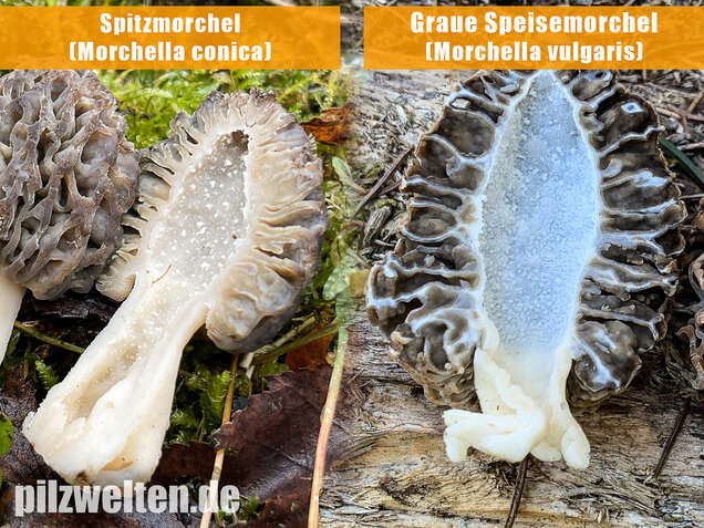 Spitzmorchel, Morchella elata, Morchella conica