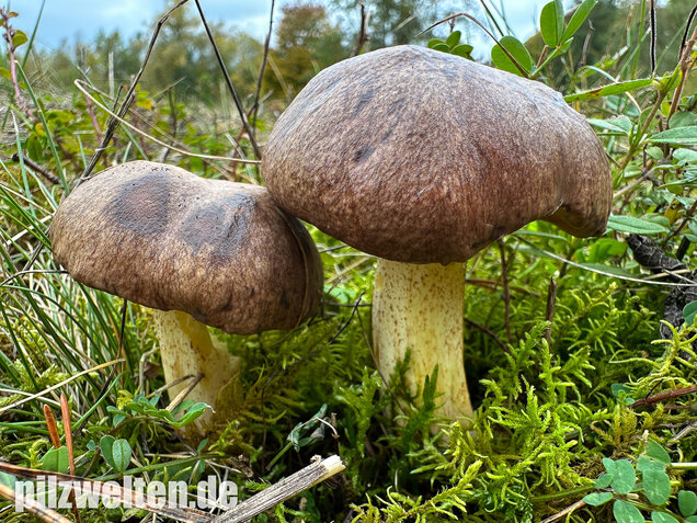 Ringloser Butterpilz, Suillus collinitus
