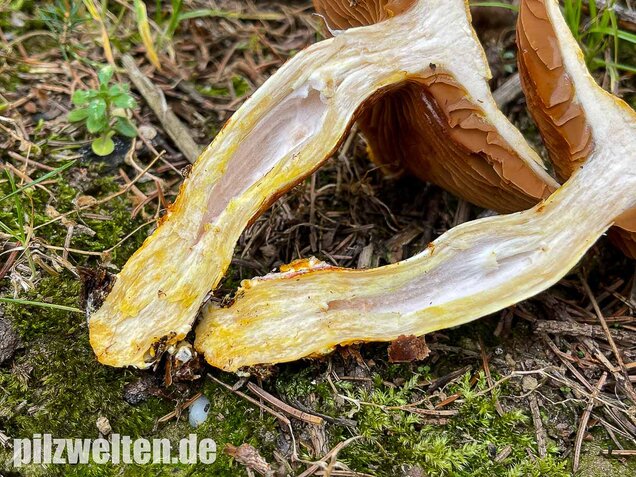 Rotschuppiger Raukopf, Cortinarius bolaris