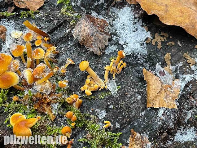 Samtfußrübling, Winterrübling, Flammulina velutipes