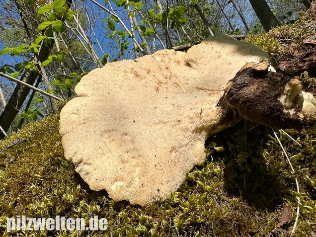 Schuppiger Porling, Cerioporus squamosus