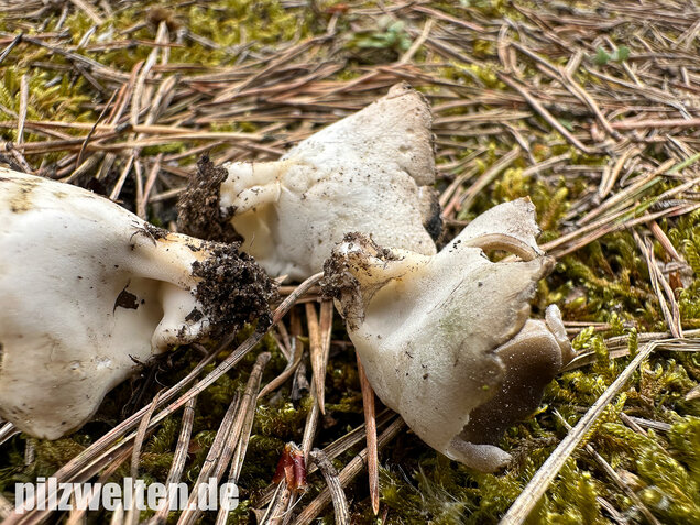 Schwarzweiße Rippen-Becherlorchel, Dissingia leucomelaena