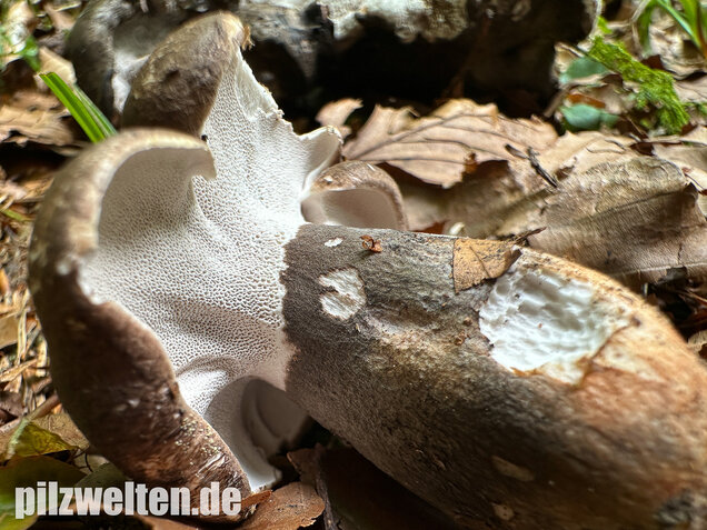 Schwarzweißer Rußporling, Boletopsis leucomelaena