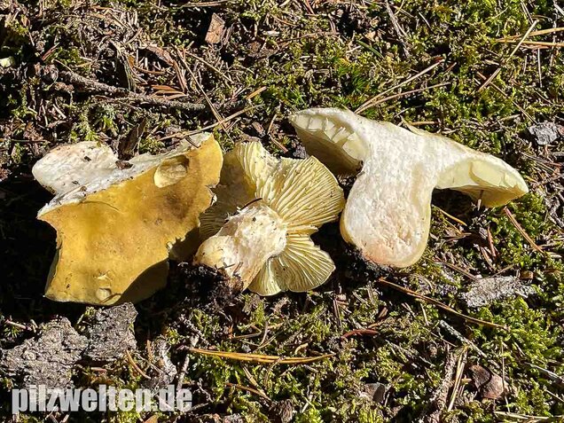 Seifenritterling, Tricholoma saponaceum