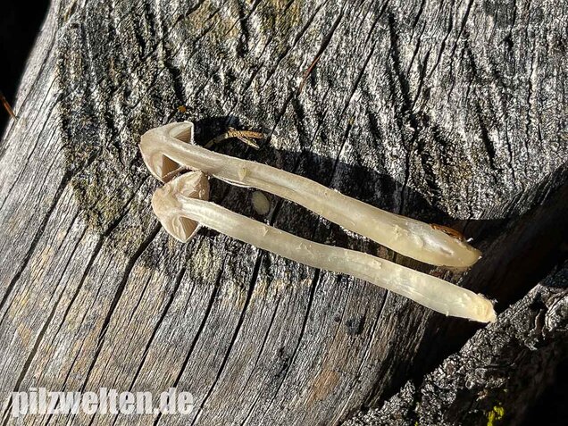Starkriechender Körnchenschirmling, Cystoderma carcharias