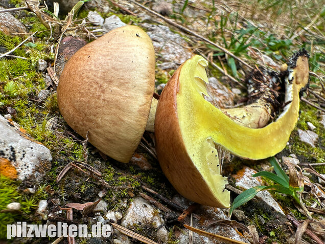 Stinkender Schleimkopf, Gelber Schleimkopf, Phlegmacium mussivum