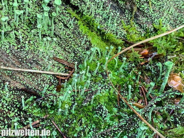 Trompetenflechte, Cladonia fimbriata