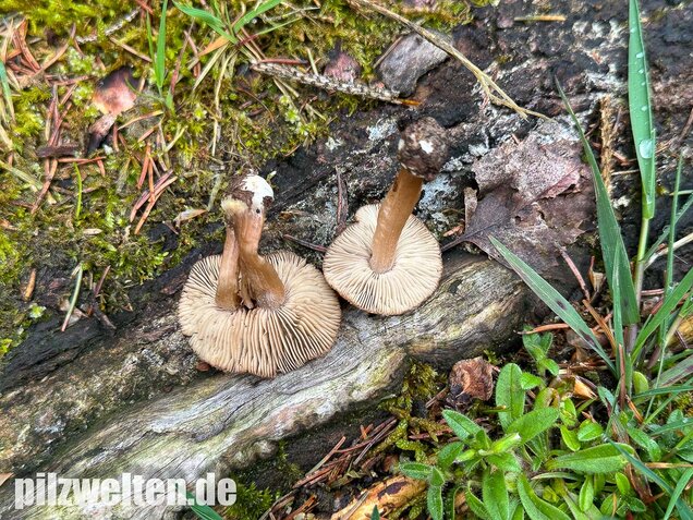 Rübenfüßiger Risspilz, Inocybe napipes