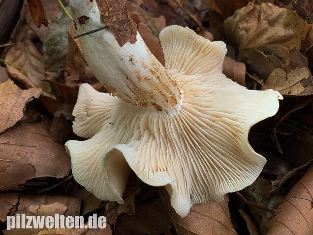 Unverschämter Ritterling, Tricholoma lascivum