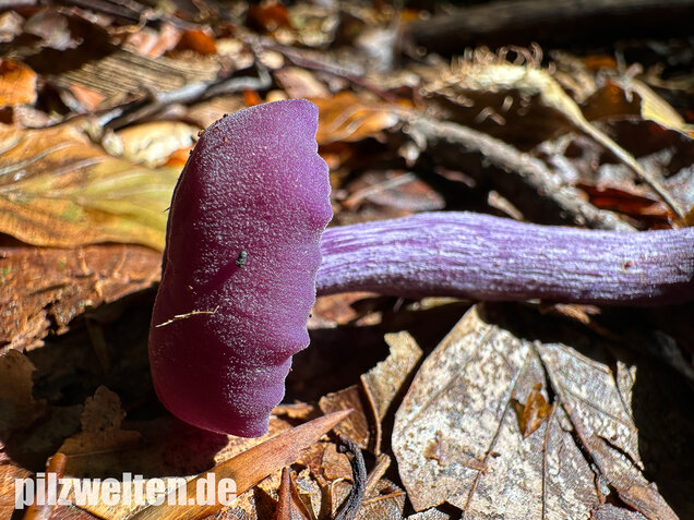 Violetter Lacktrichterling, Laccaria amethystina