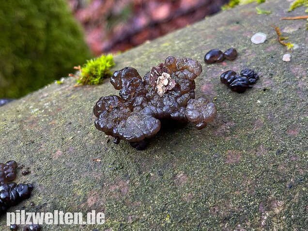 Warziger Drüsling, Exidia nigricans