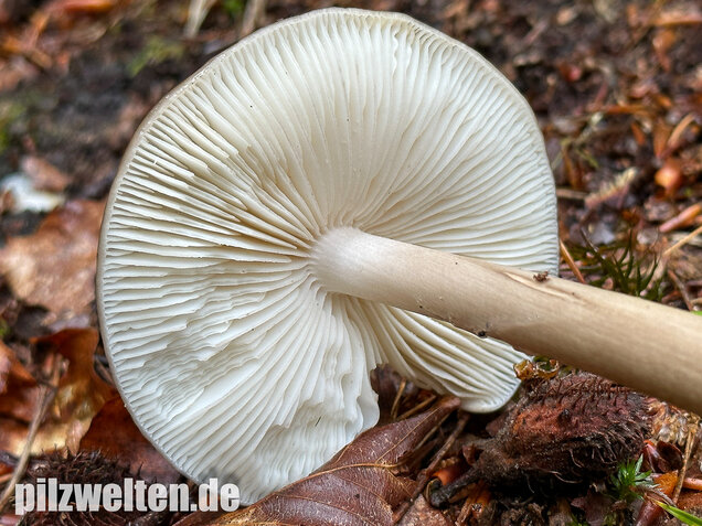 Wurzelnder Schleimrübling, Grubiger Wurzelrübling, Hymenopellis radicata