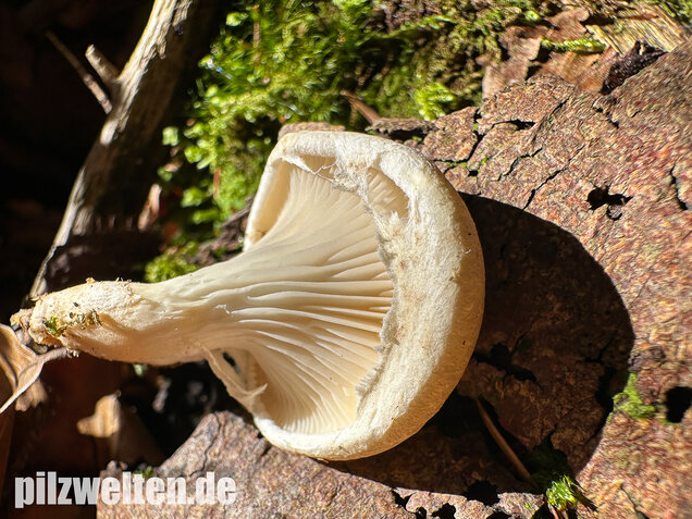 Berindeter Seitling, Pleurotus dryinus