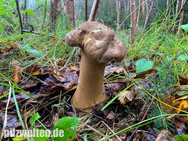 Beutelstäubling, Lycoperdon excipuliforme