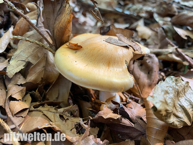 Bitterster Schleimfuß, Cortinarius vibratilis