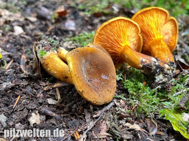 Brauner Afterleistling, Hygrophoropsis rufa