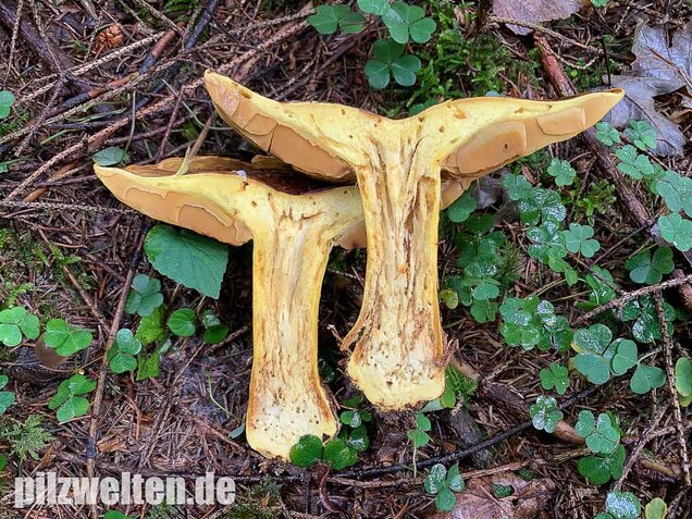 Dottergelber Klumpfuß, Cortinarius meinhardii