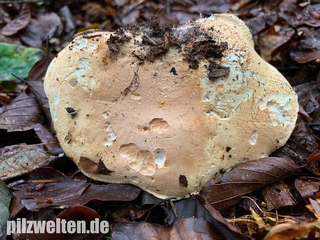 Dreifarbiger Krempentrichterling, Leucopaxillus compactus