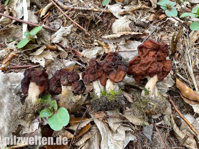 Frühjahrslorchel, Giftlorchel, Gyromitra esculenta