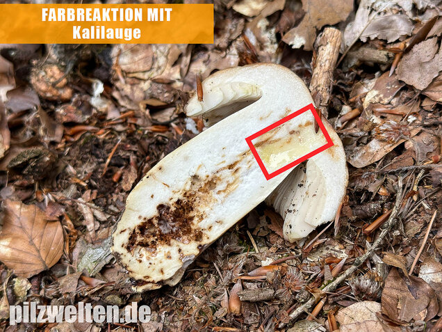 Gilbender Stinktäubling, Russula subfoetens