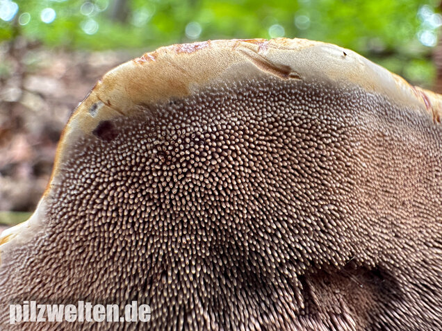 Grubiger Korkstacheling, Hydnellum scrobiculatum