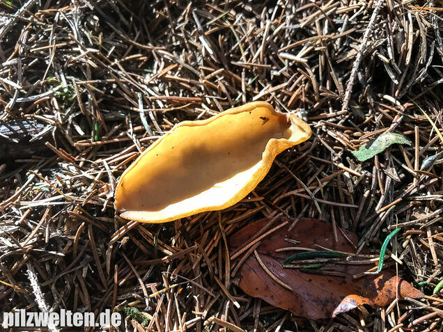 Hasenohrbecherling, Otidea leporina