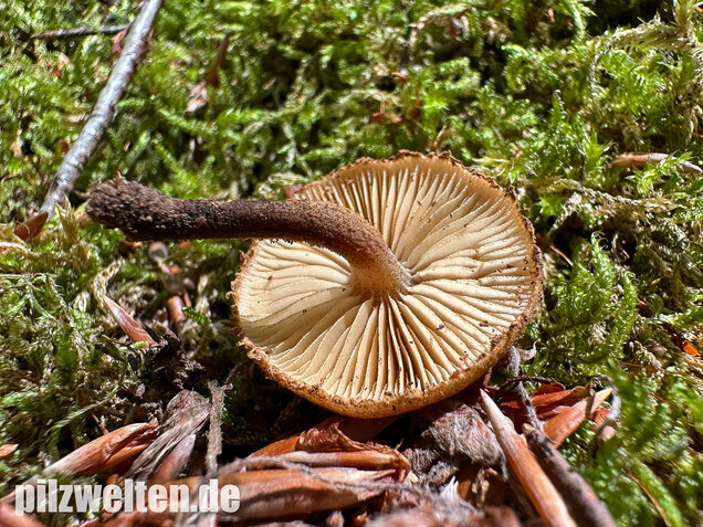 Igelschüppchenschnitzling, Phaeomarasmius erinaceus